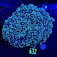 Euphyllia divisa aussi WYSIWYG 0632