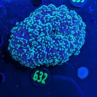 Euphyllia divisa aussi WYSIWYG 0632