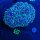 Euphyllia divisa aussi WYSIWYG 0632
