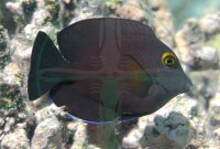 Ctenochaetus truncatus - Indischer Goldring Borstenzahn...