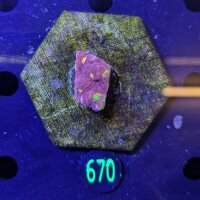 Echinophyllia/Chalice WYSIWYG 0670
