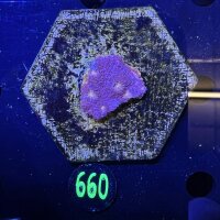 Echinophyllia/Chalice WYSIWYG 0660