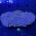 Euphyllia ancora WYSIWYG 0691