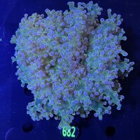 Euphyllia divisa WYSIWYG 0682