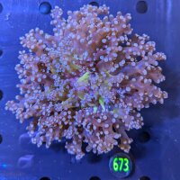 Euphyllia divisa WYSIWYG 0673