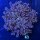 Euphyllia divisa WYSIWYG 0673