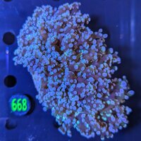 Euphyllia divisa WYSIWYG 0668