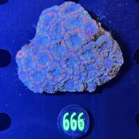 Acanthastrea lordhowensis WYSIWYG 0666