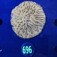 Fungia sp. orange 0696
