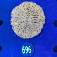 Fungia sp. orange 0696
