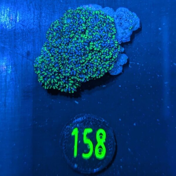 Sympodium sp. – Blaue Weichkoralle  0158