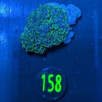 Sympodium sp. – Blaue Weichkoralle  0158