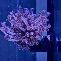 *NEU* PlanktonPlus Flying Corals Korallenhalter...