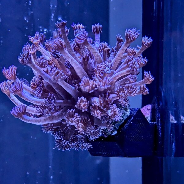 *NEU* PlanktonPlus Flying Corals Korallenhalter (Seitenscheibe rechts)