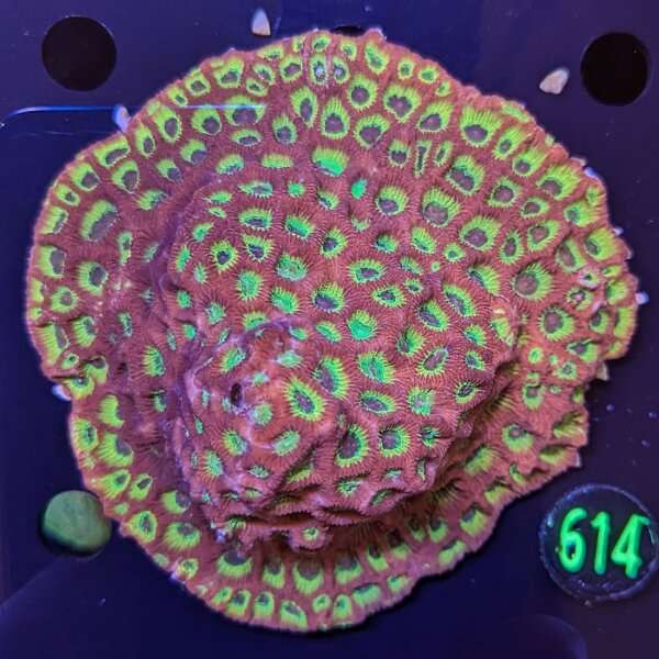 Favites Sp. Multicolor WYSIWYG 0614