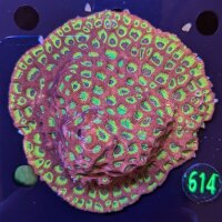 Favites Sp. Multicolor WYSIWYG 0614