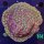Favites Sp. Multicolor WYSIWYG 0614