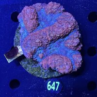 Symphyllia sp. WYSIWYG 0647