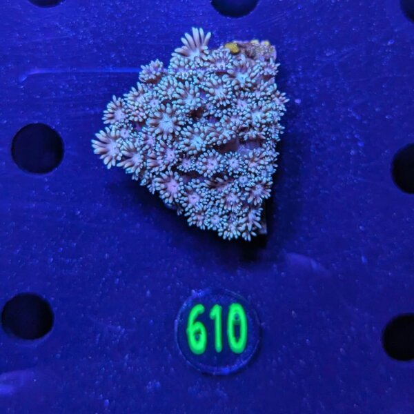 Goniopora sp. WYSIWYG 0610