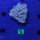 Goniopora sp. WYSIWYG 0610