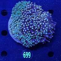 Euphyllia glabrescens Kolonie WYSIWYG 0699