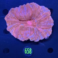Cynarina lacrymalis WYSIWYG 0658