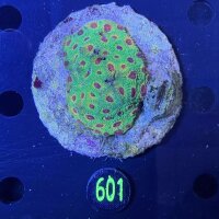 Favia sp. Multicolor WYSIWYG 0601
