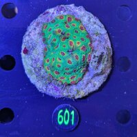 Favia sp. Multicolor WYSIWYG 0601