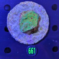 Favia sp. Multicolor WYSIWYG 0661