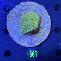 Favia sp. Multicolor WYSIWYG 0661