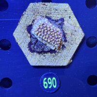 Montipora sp. WYSIWYG 0690