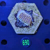 Montipora sp. WYSIWYG 0690
