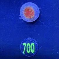 Dendrophyllia sp. - Kelchkoralle 0700