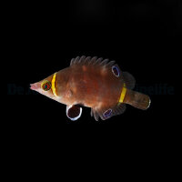 Wetmorella nigropinnata - Höhlenlippfisch