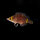 Wetmorella nigropinnata - Höhlenlippfisch