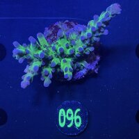 Acropora sp. - Purple Chronic Steinkoralle Deutsche...