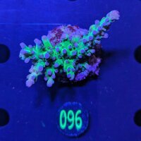 Acropora sp. - Purple Chronic Steinkoralle Deutsche...