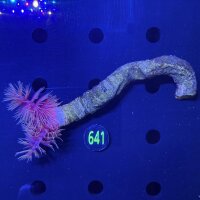 Protula bispiralis - Kalkröhrenwurm Rot WYSIWYG 0641
