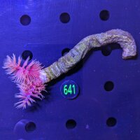 Protula bispiralis - Kalkröhrenwurm Rot WYSIWYG 0641