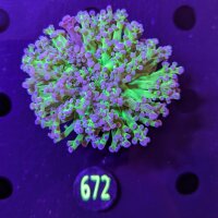 Euphyllia paradivisa WYSIWYG 0672