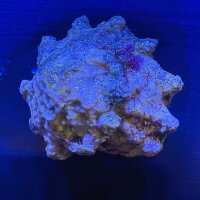 AKTION: Astralium calcar - Sternschnecke