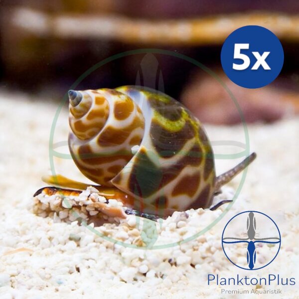 Sparset: Babylonia formosae - Orangefleck Babylon Schnecke (5 St.)