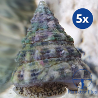 Sparset: Tectus fenestratus - Turboschnecke (5 St.)