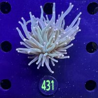 Euphyllia glabrescens - Fackelkoralle Torch  0431