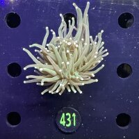 Euphyllia glabrescens - Fackelkoralle Torch  0431