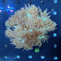 Catalaphyllia jardinei WYSIWYG 0657