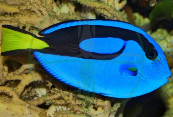 Paracanthurus hepatus - Paletten Doktorfisch