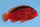 Neocirrhites armatus - Feuer-Korallenwächter PAAR