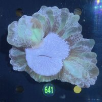 Cynarina lacrymalis WYSIWYG 0641