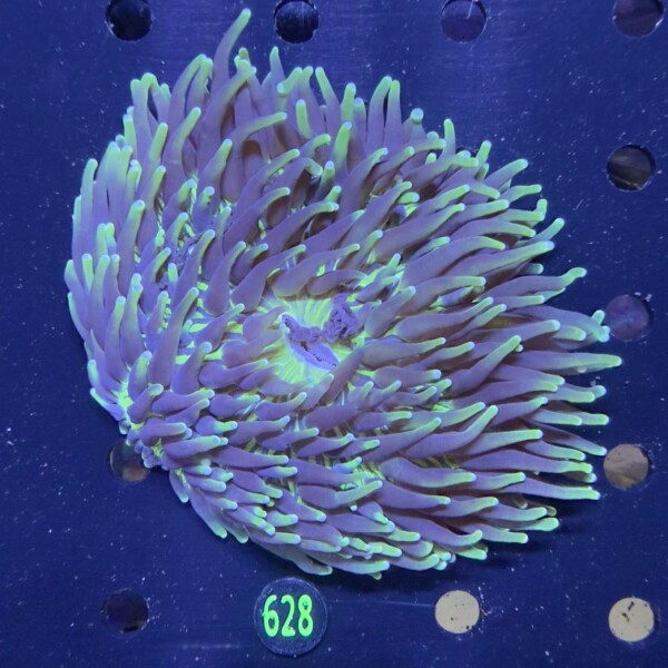Heliofungia actiniformis WYSIWYG 0628